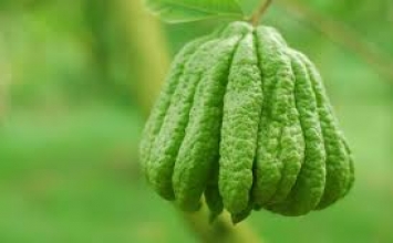 Phật thủ - Vị thuốc quý